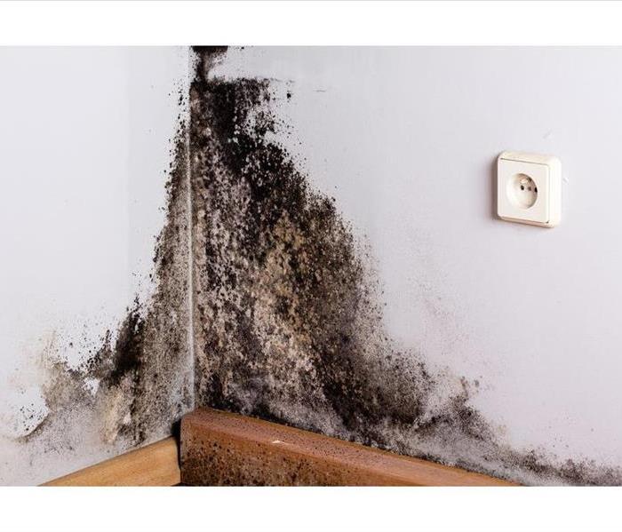 black mold contaminated on a wall 
